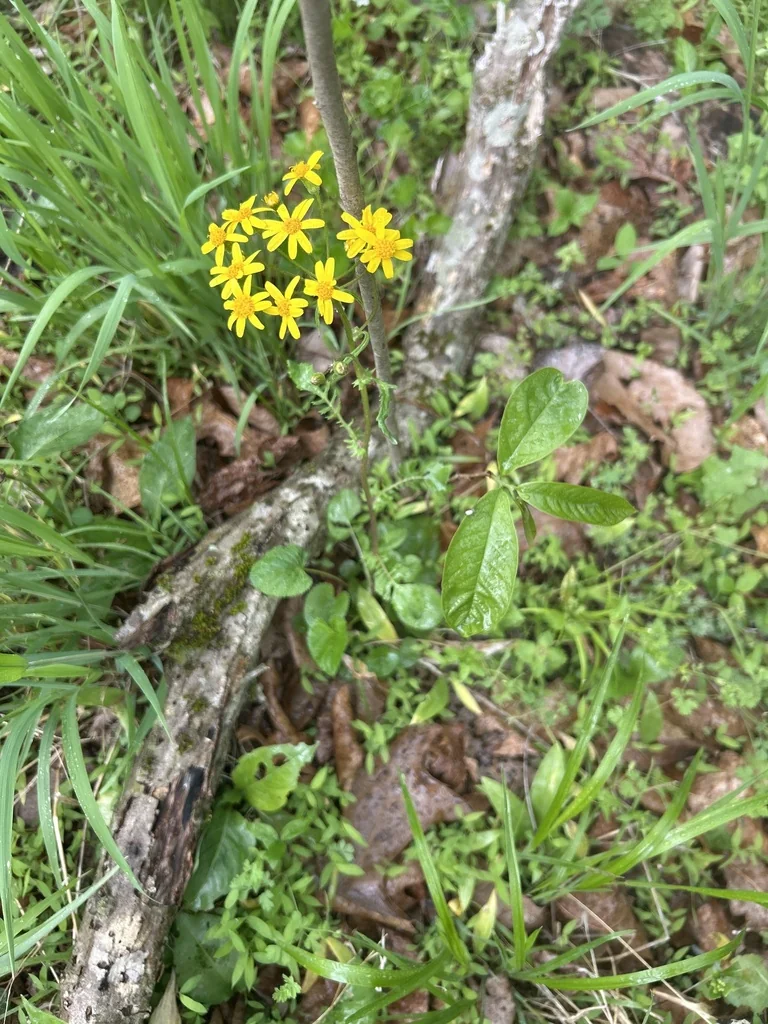 Senecio Aureus