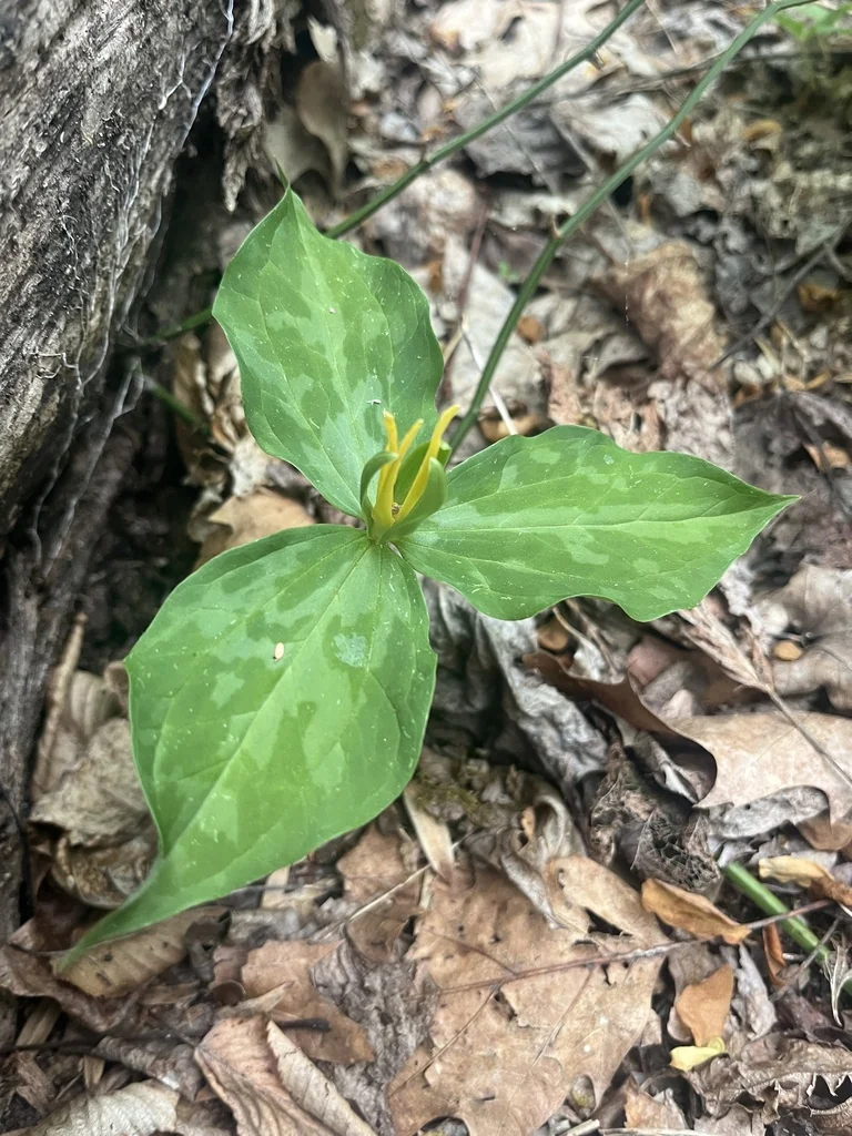 Trillium Luteum