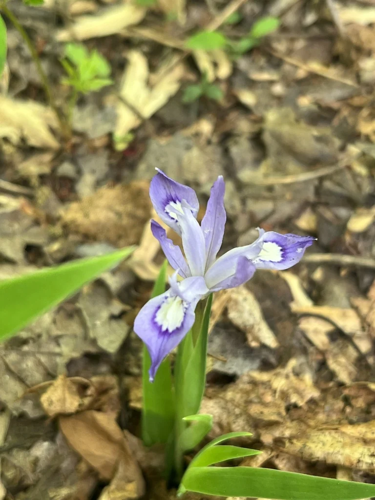Iris Cristata