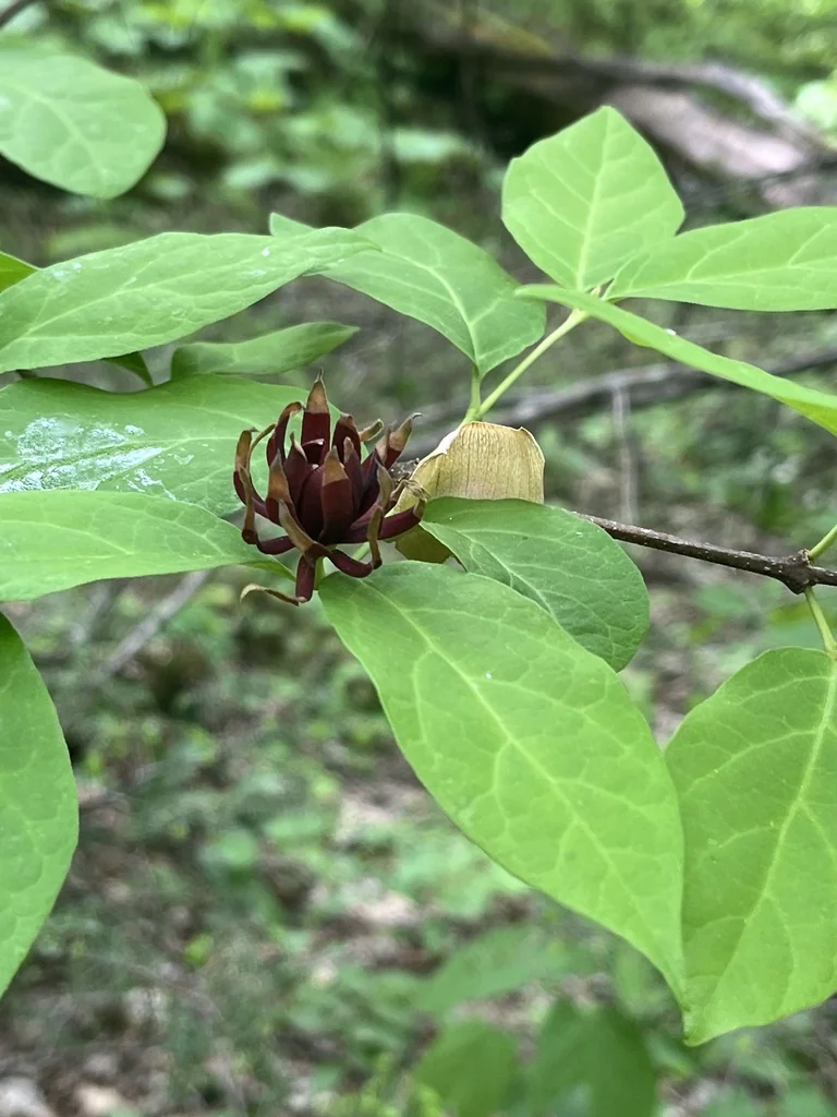 Calycanthus Floridus