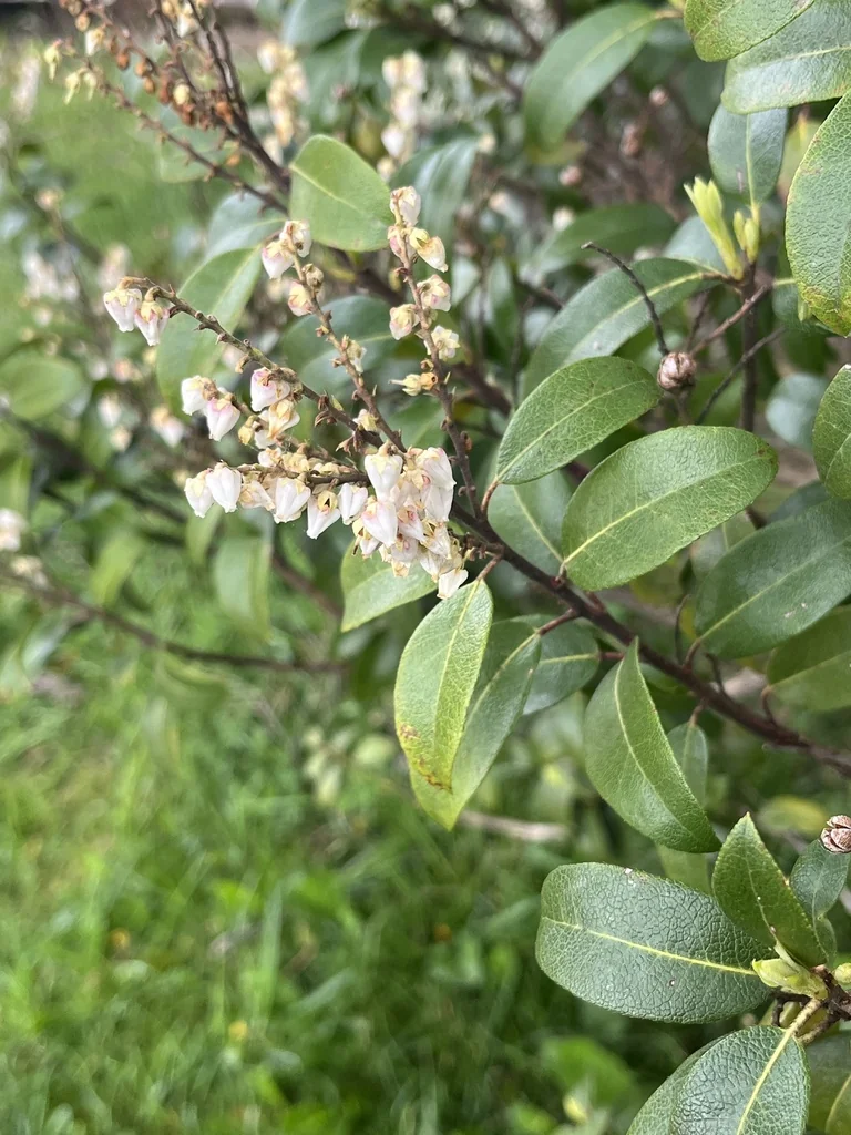 Pieris Floribunda
