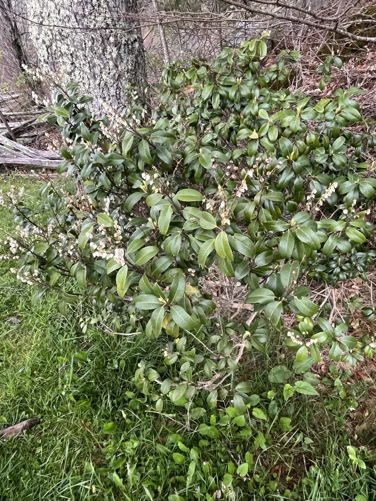 Pieris Floribunda