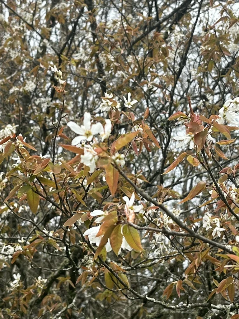 Amelanchier Laevis