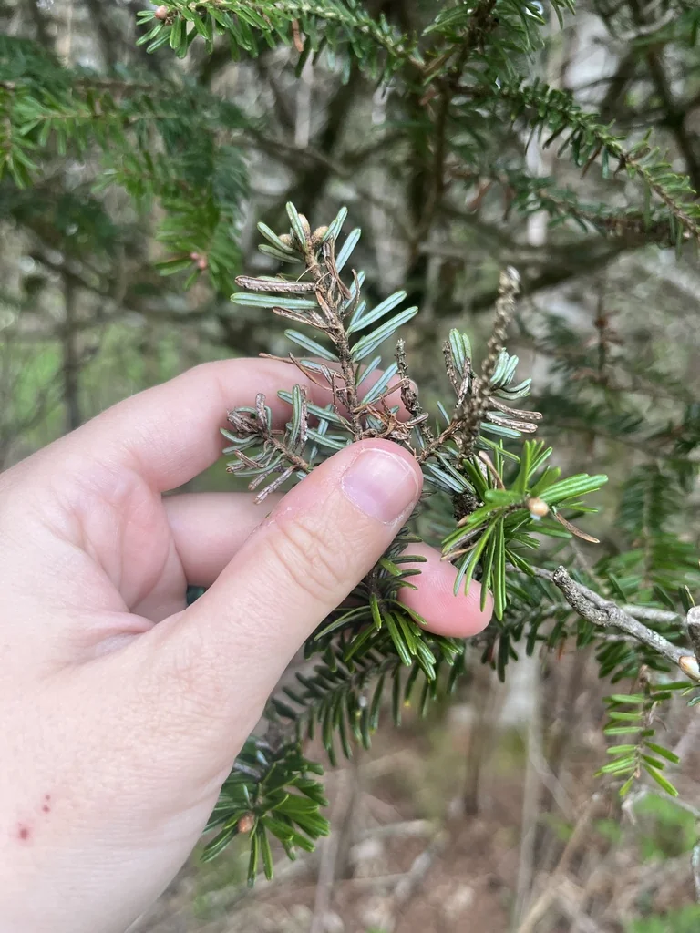 Abies Fraseri