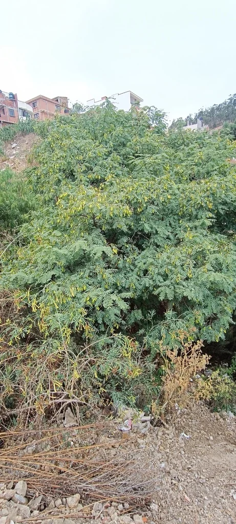 Tipuana Tipu