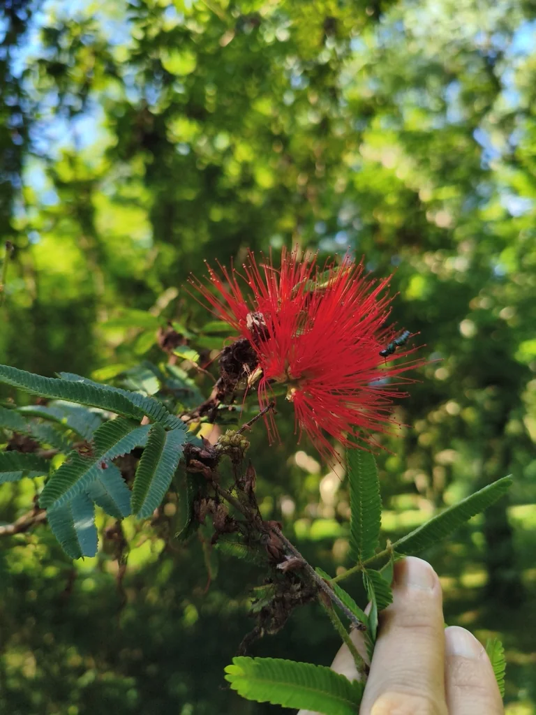 Calliandra Tweedii