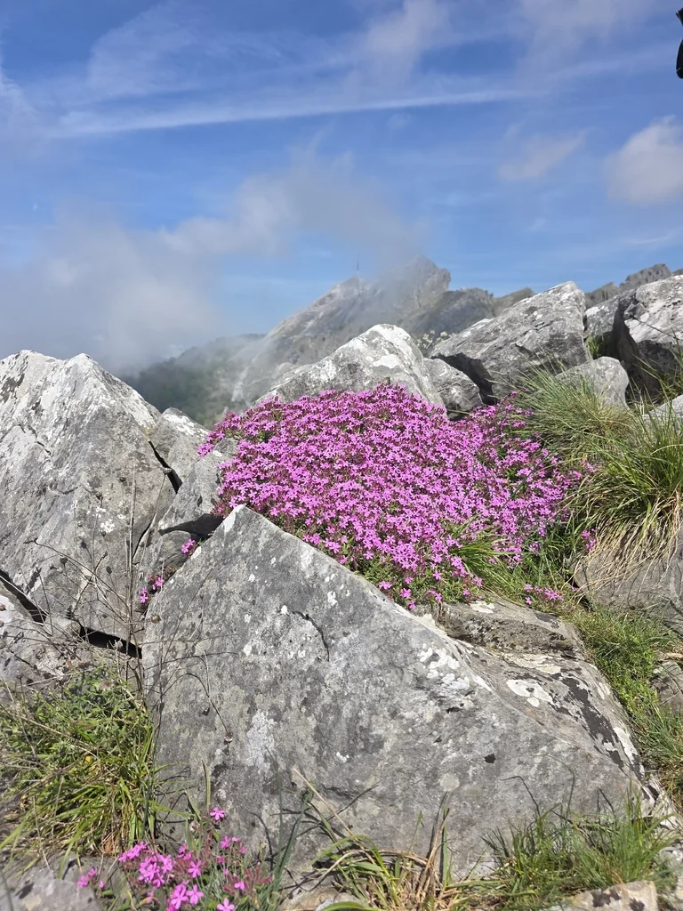 Saponaria Ocymoides