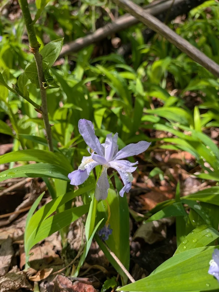 Iris Cristata