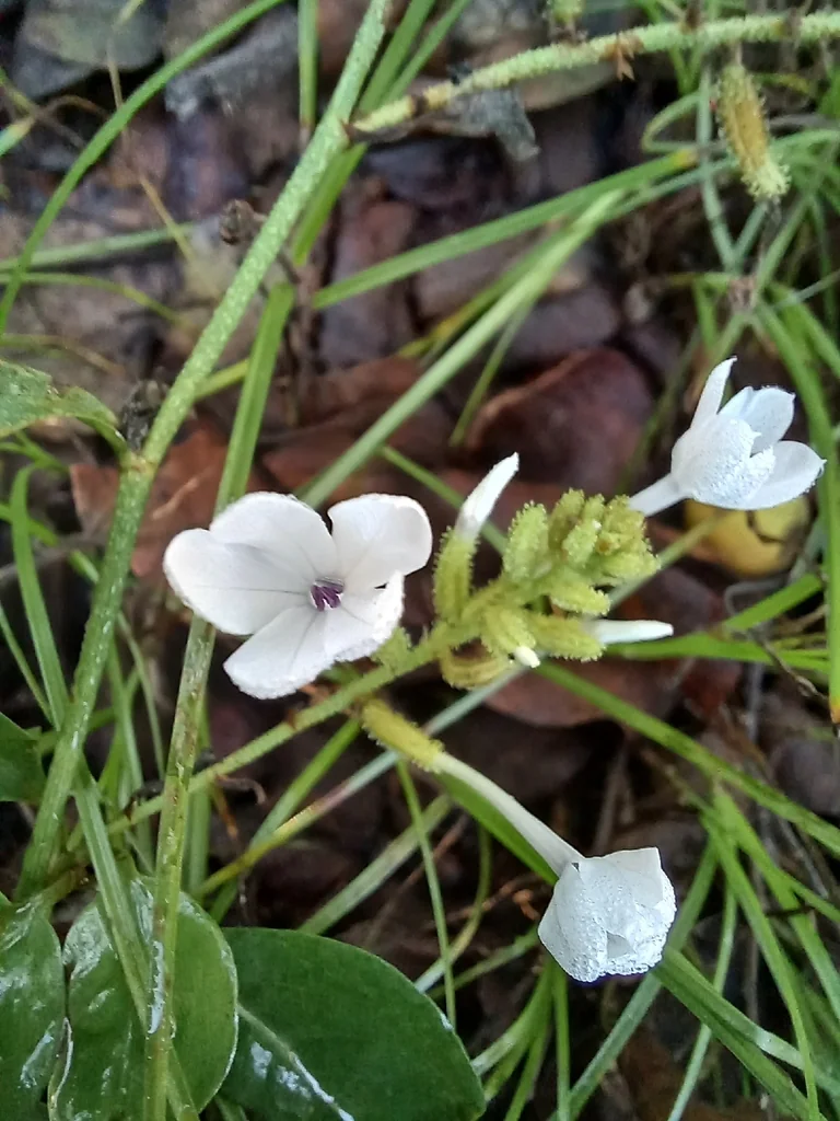 Plumbago Scandens