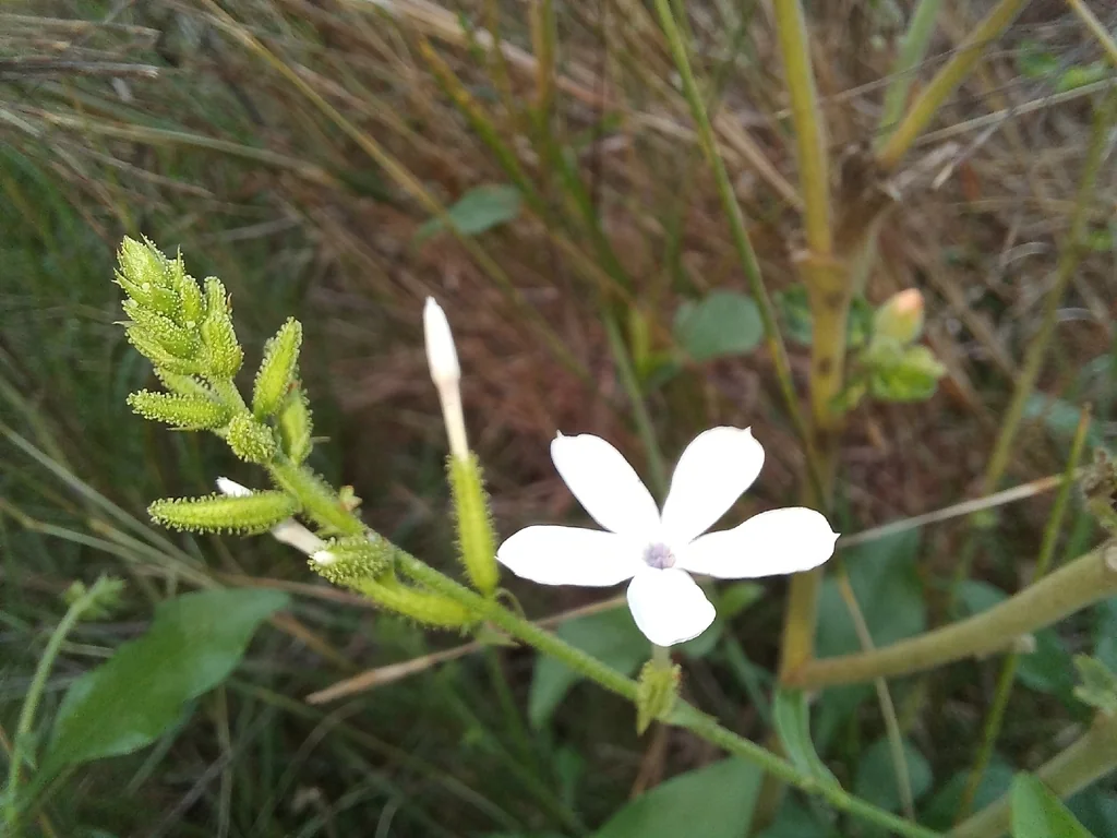 Plumbago Scandens