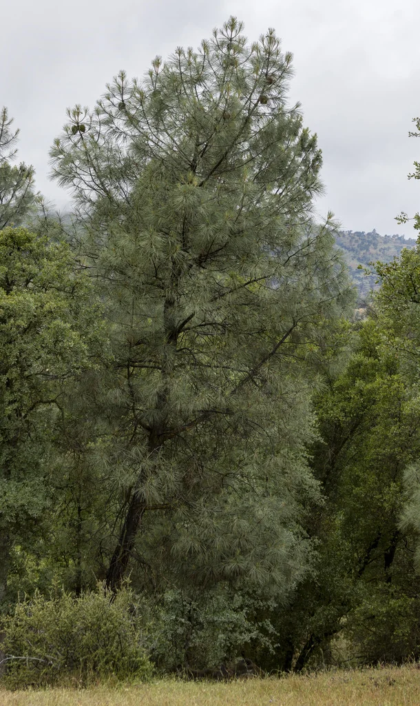 Pinus Sabiniana
