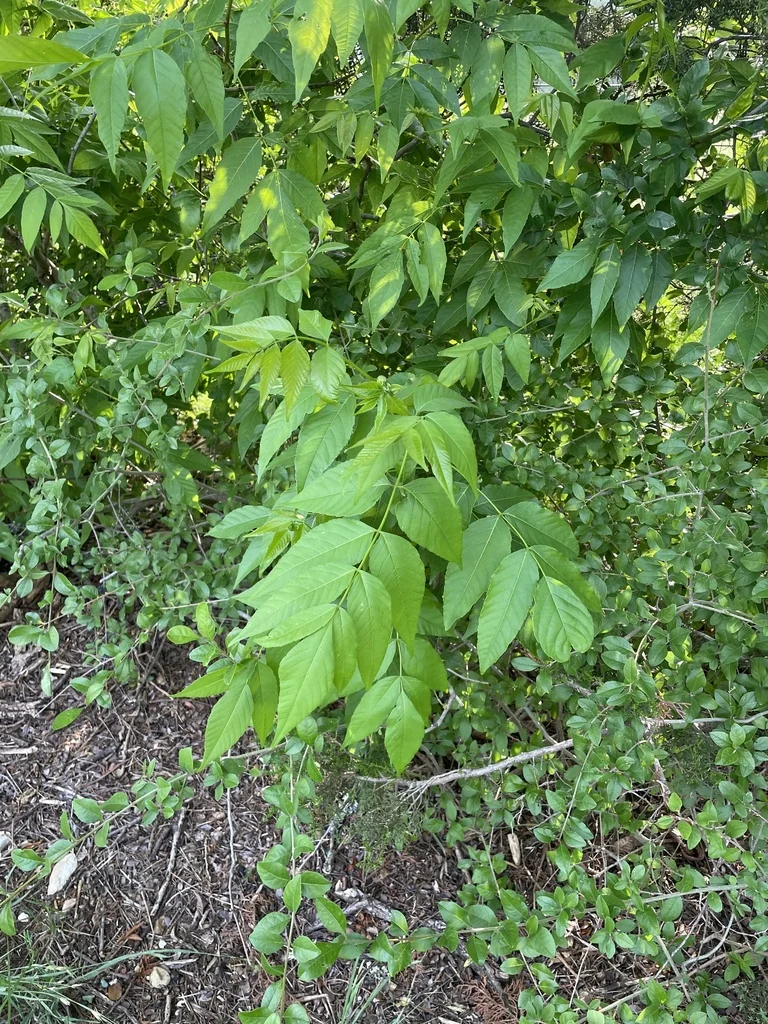 Ungnadia Speciosa