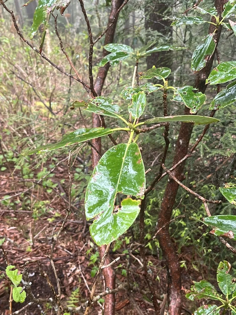 Rhododendron Catawbiense