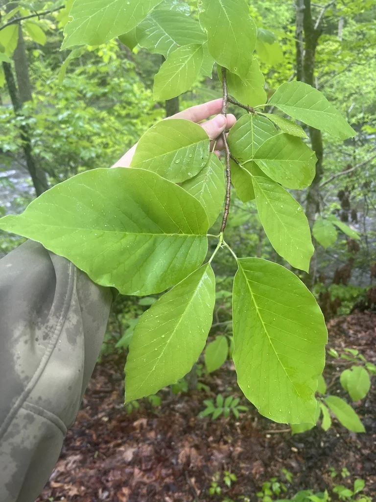 Magnolia Acuminata