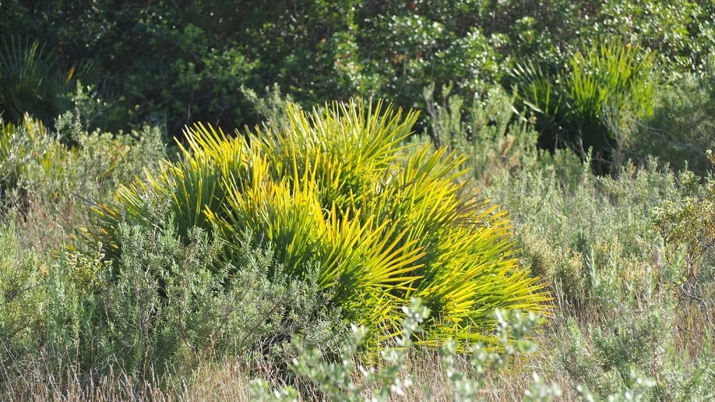 Chamaerops Humilis