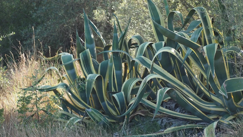 Agave Americana V. Marginata