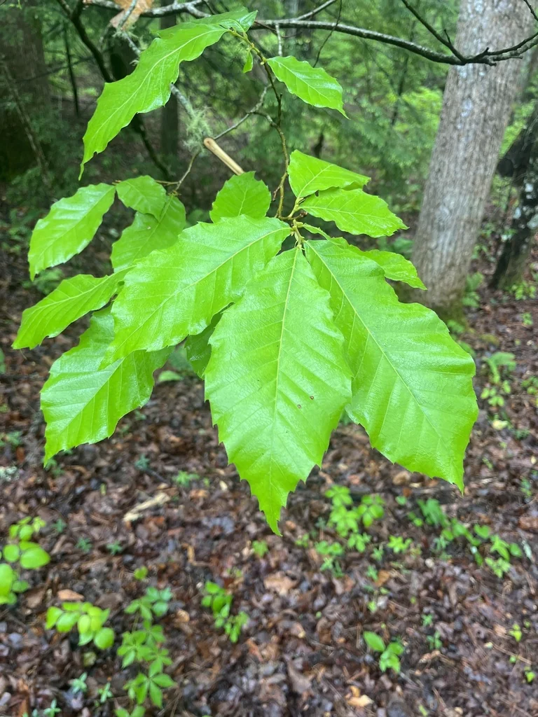 Castanea Mollissima