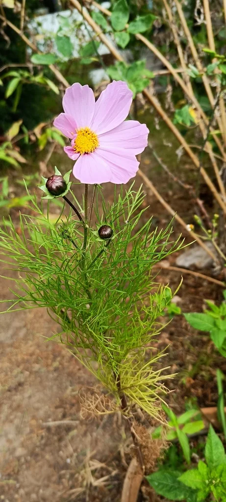 Cosmos Bipinnatus