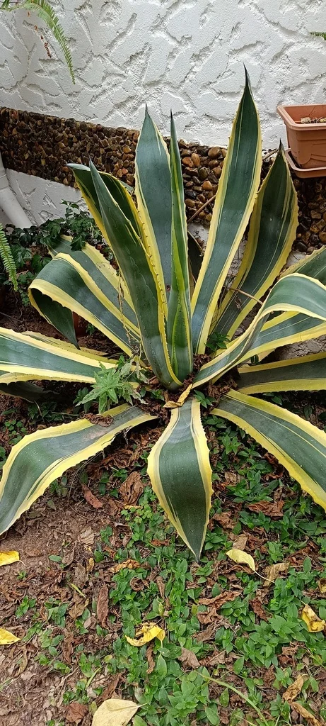 Agave Americana V. Marginata