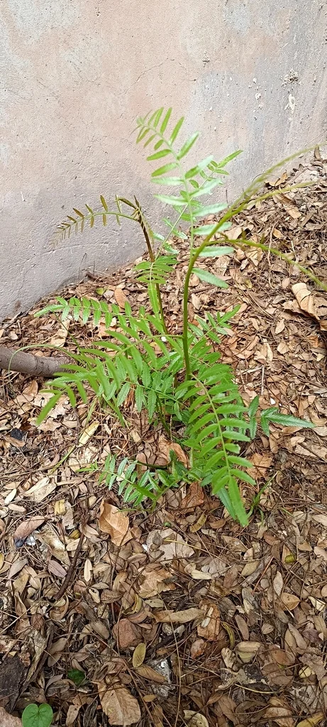 Schinus Molle