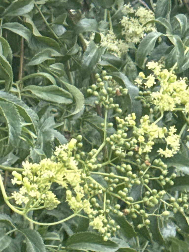 Sambucus Mexicana