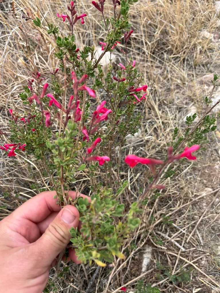 Salvia Greggii