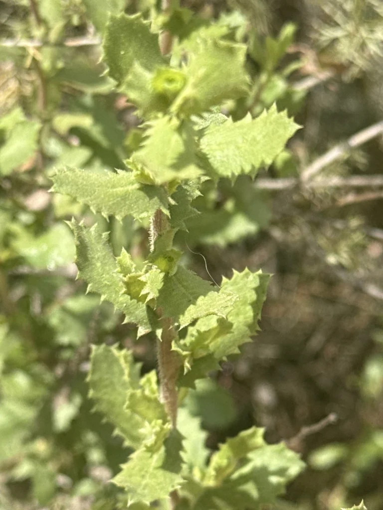 Hazardia squarrosa