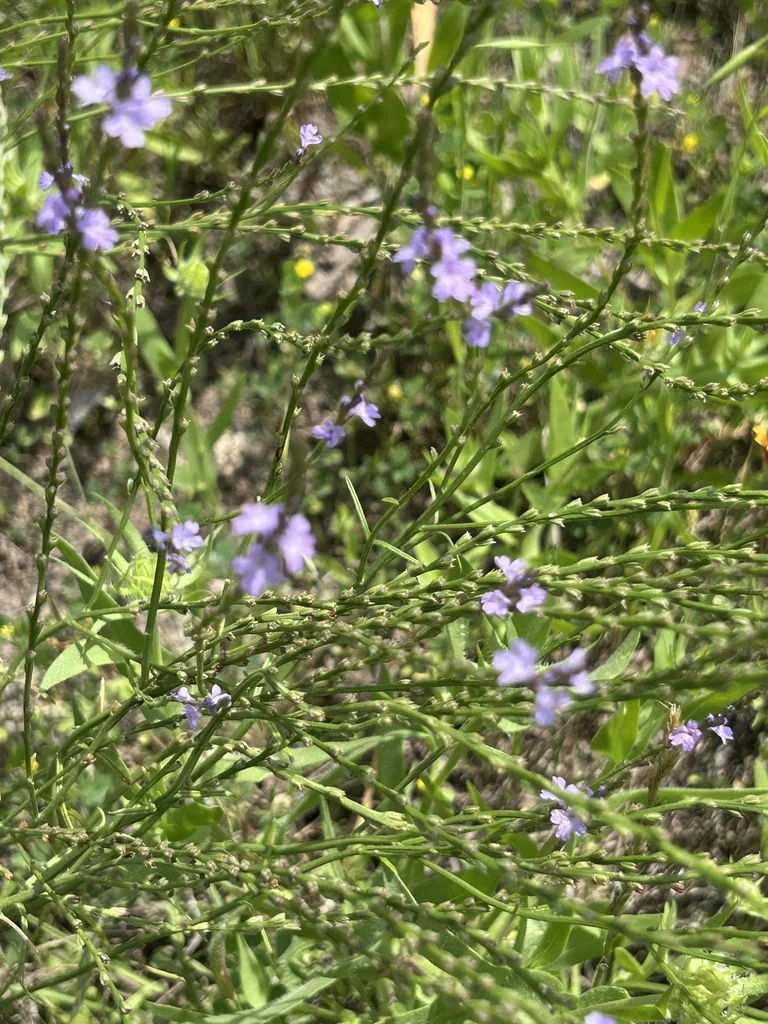 Verbena Halei