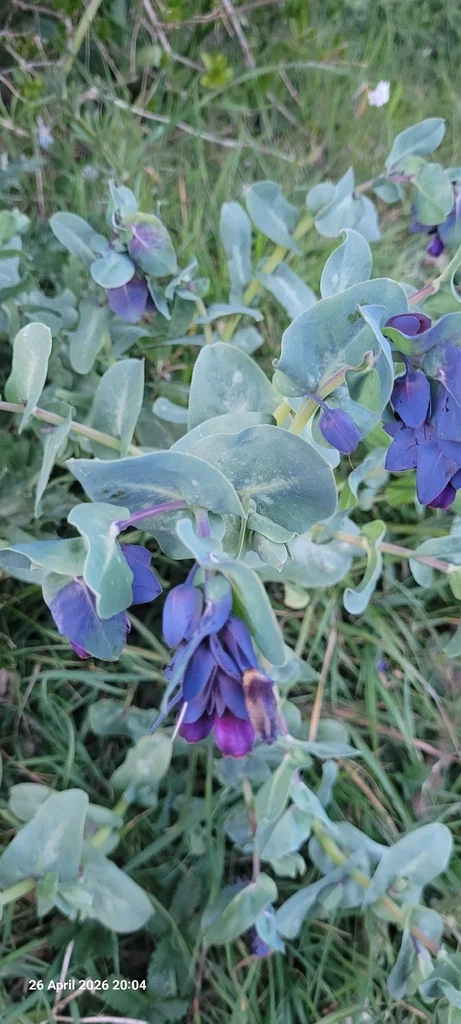 Cerinthe Major
