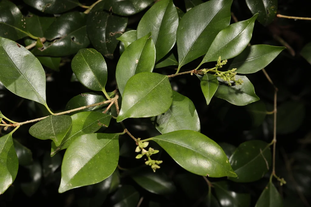 Ligustrum Japonicum