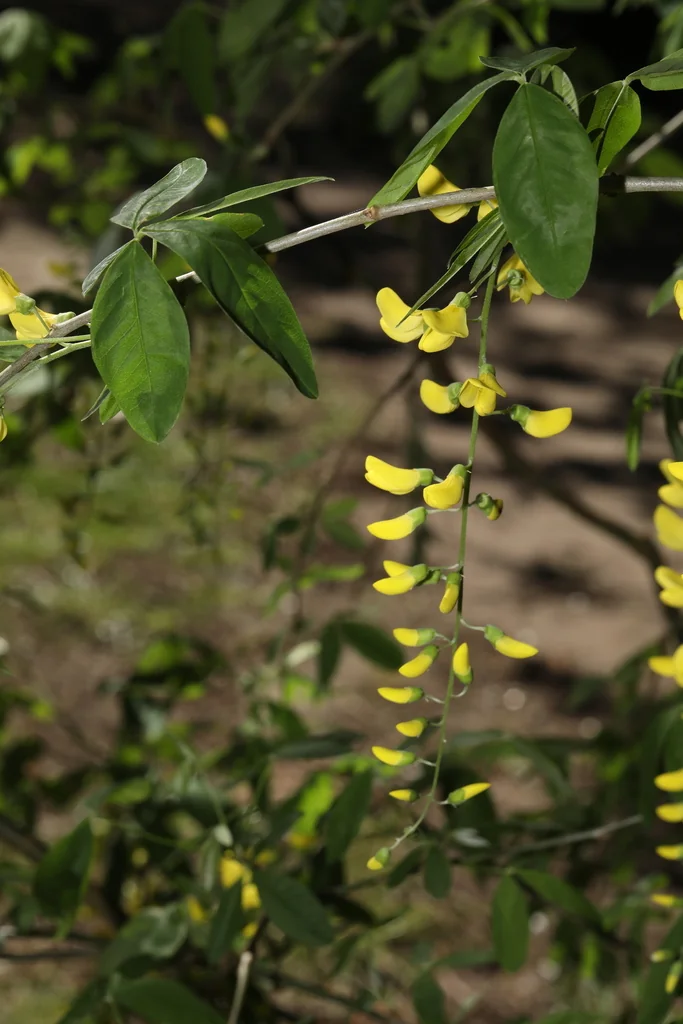 Laburnum Anagyroides