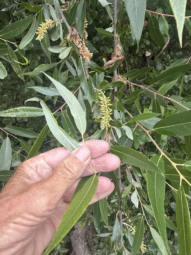 Salix Laevigata