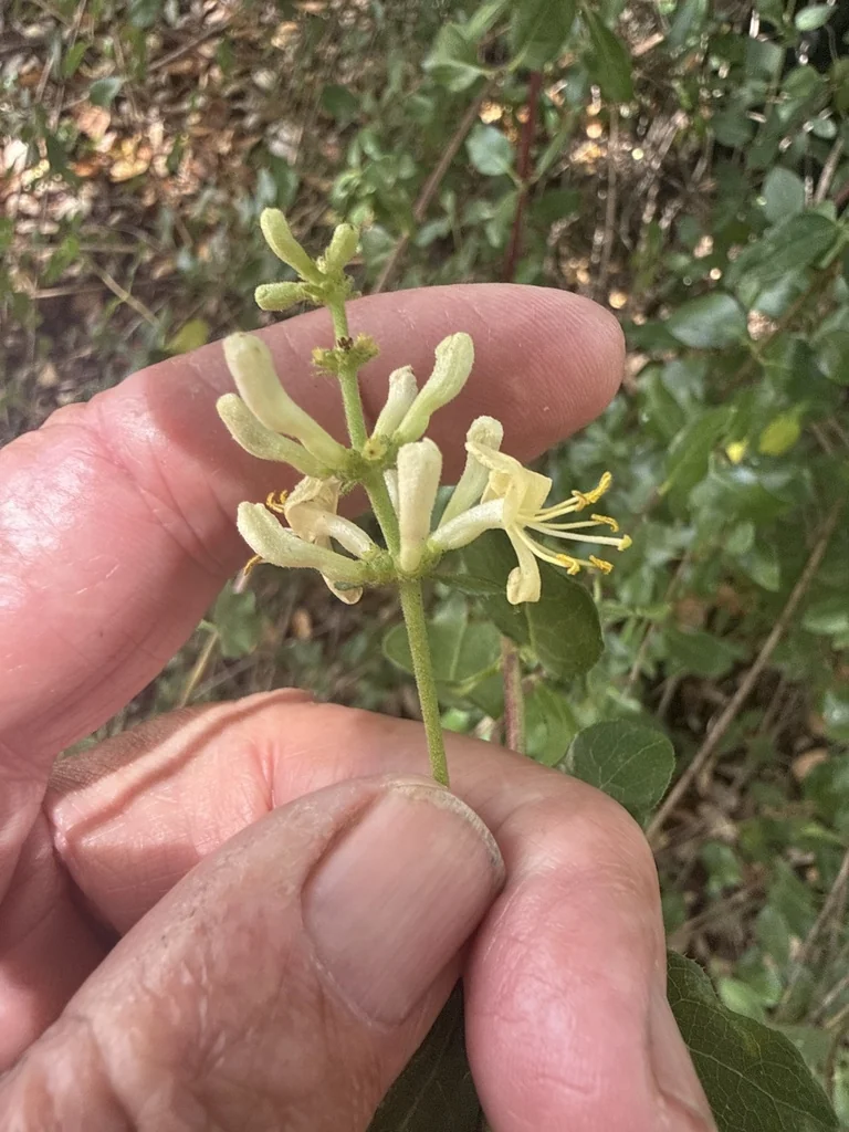 Lonicera Subspicata