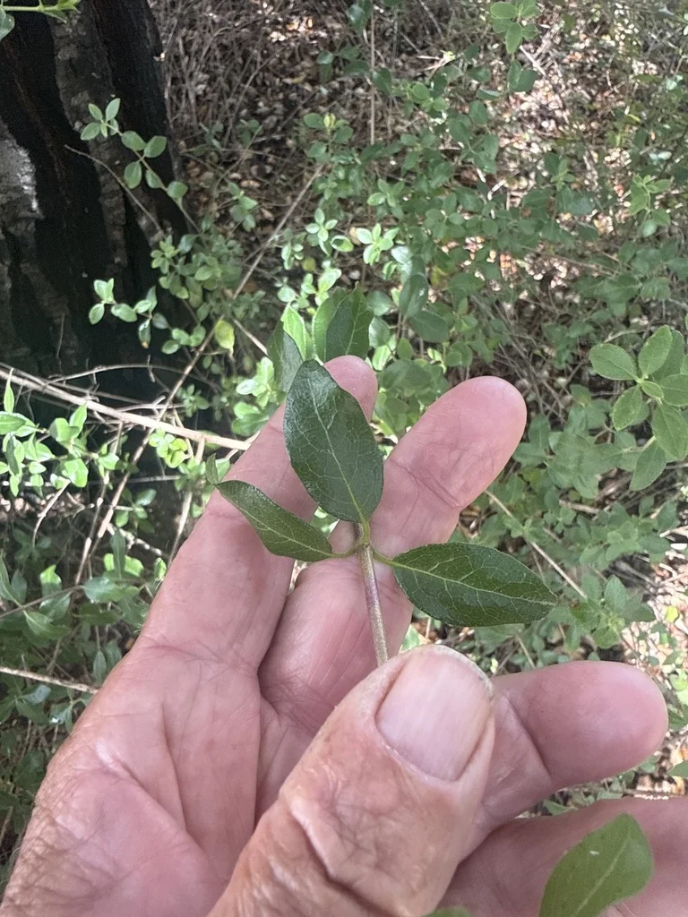 Lonicera Subspicata