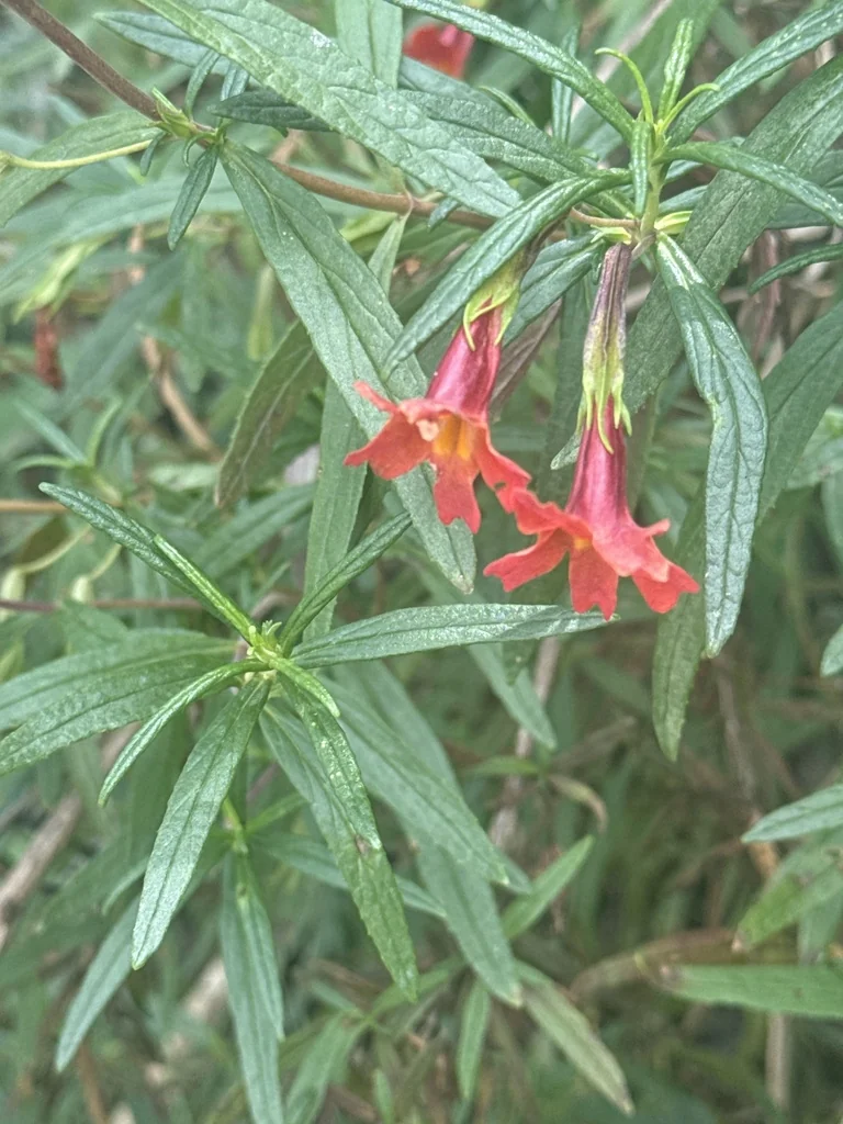 Mimulus Puniceus