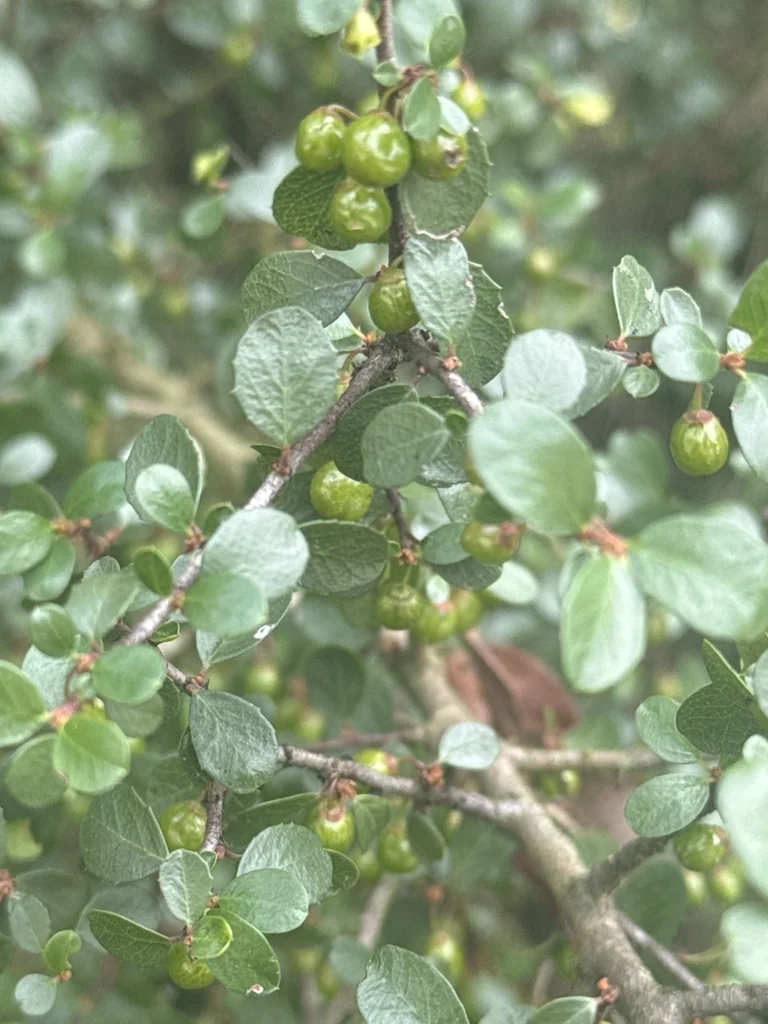 Rhamnus Crocea