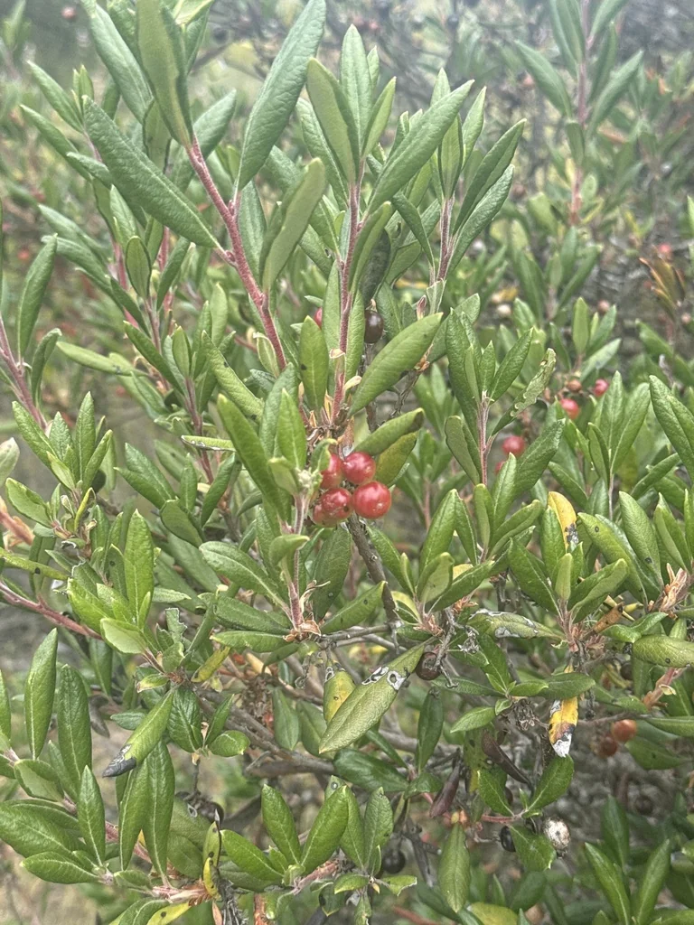 Xylococcus bicolor
