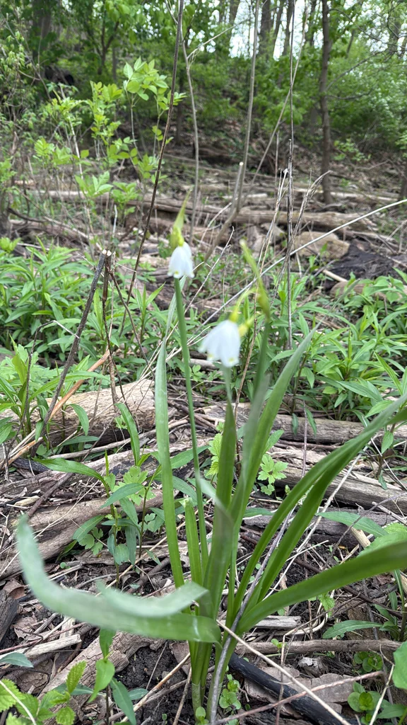 Leucojum Aestivum