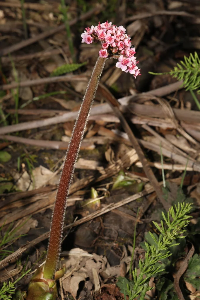 Darmera Peltata