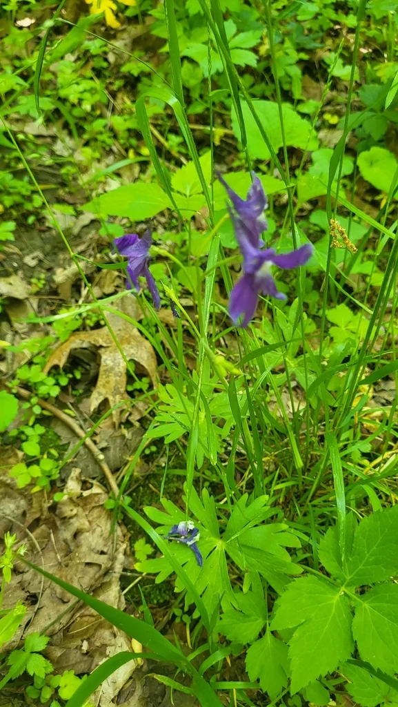 Delphinium Tricorne