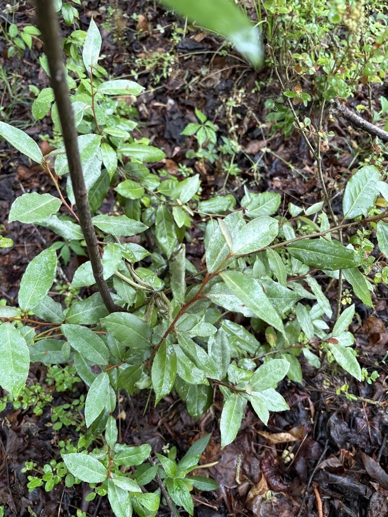Elaeagnus Pungens