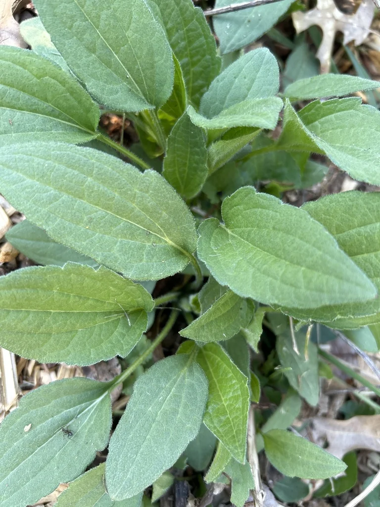 Rudbeckia Fulgida