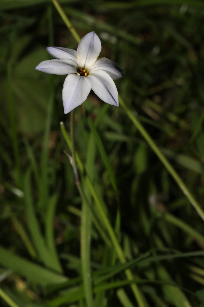 Ipheion Uniflorum