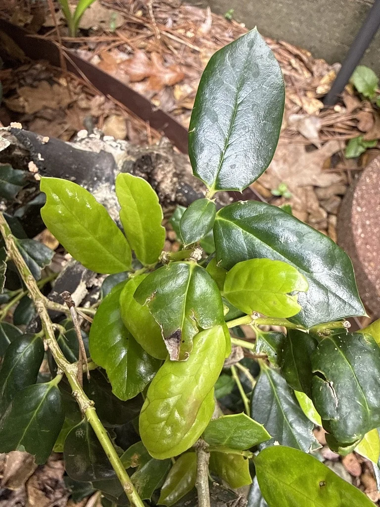 Ilex Cornuta