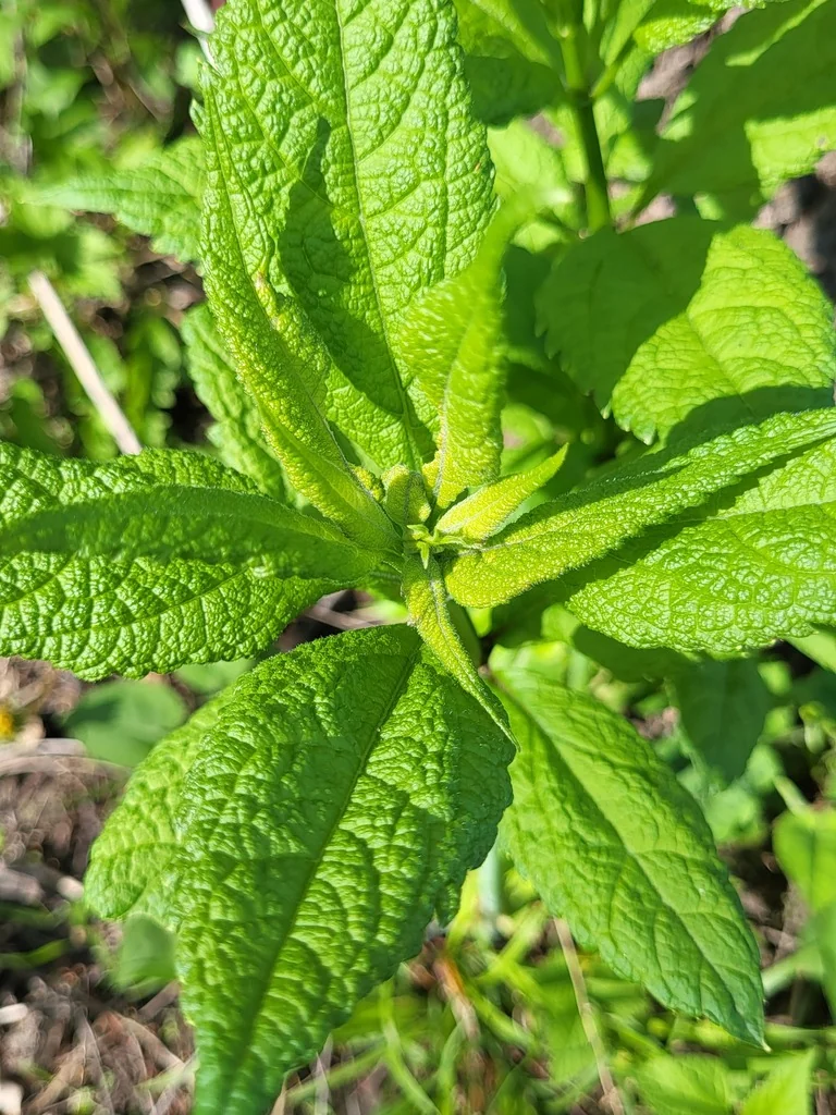 Eupatorium Purpureum
