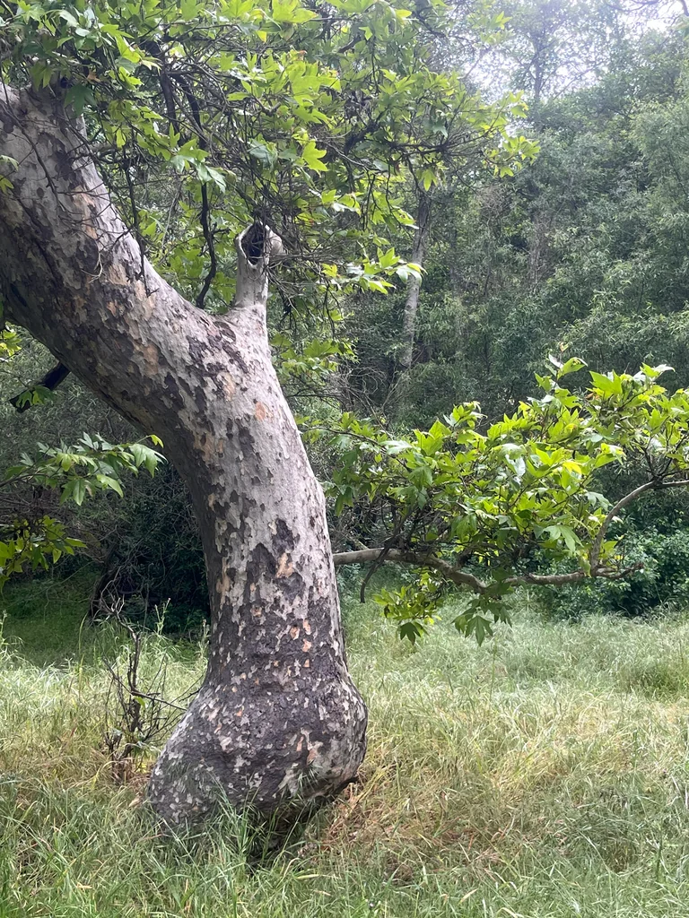 Platanus Racemosa