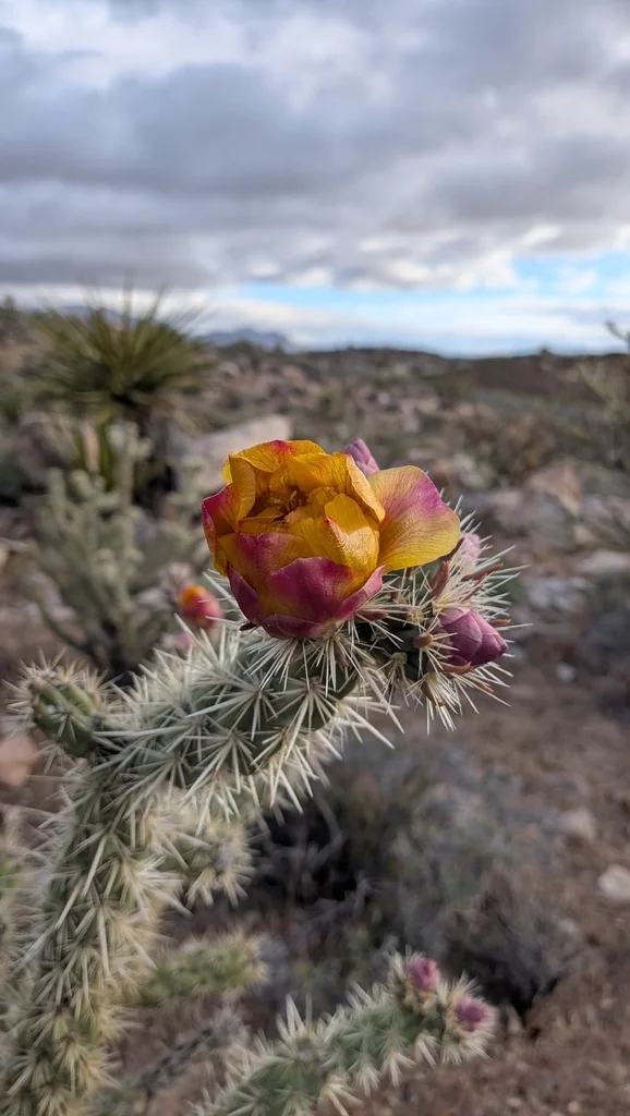 Cylindropuntia Acanthocarpa