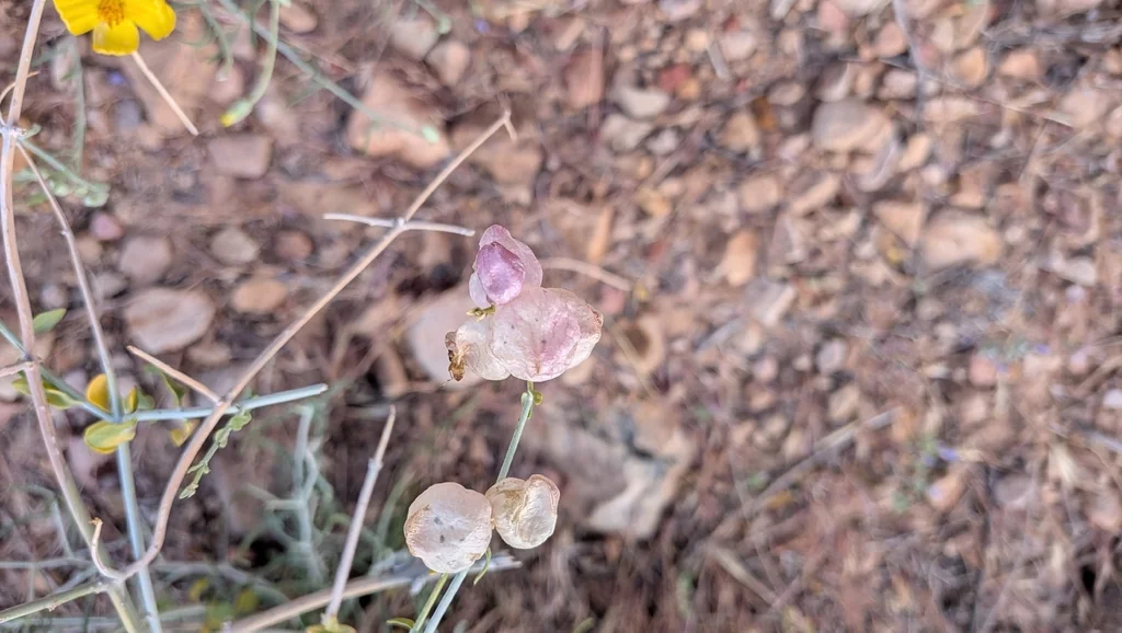 Scutellaria Mexicana