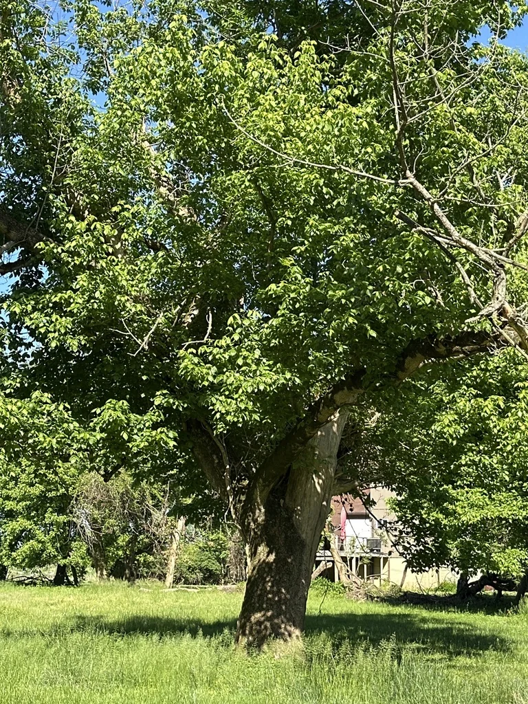 Acer Saccharum Subsp. Nigrum