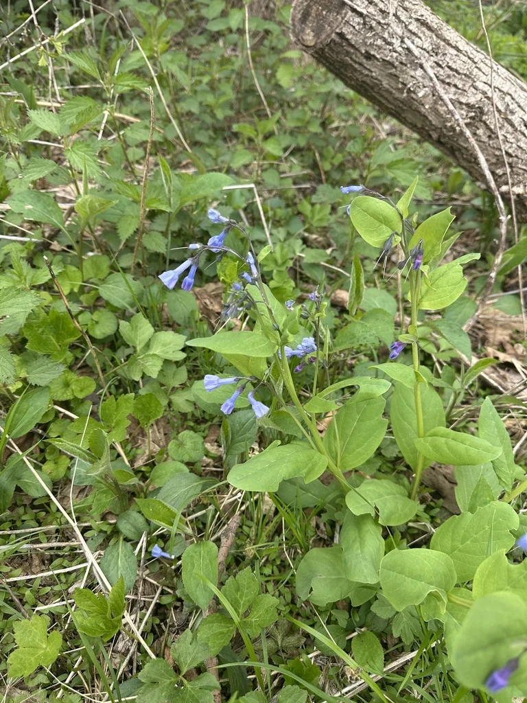Mertensia Virginica